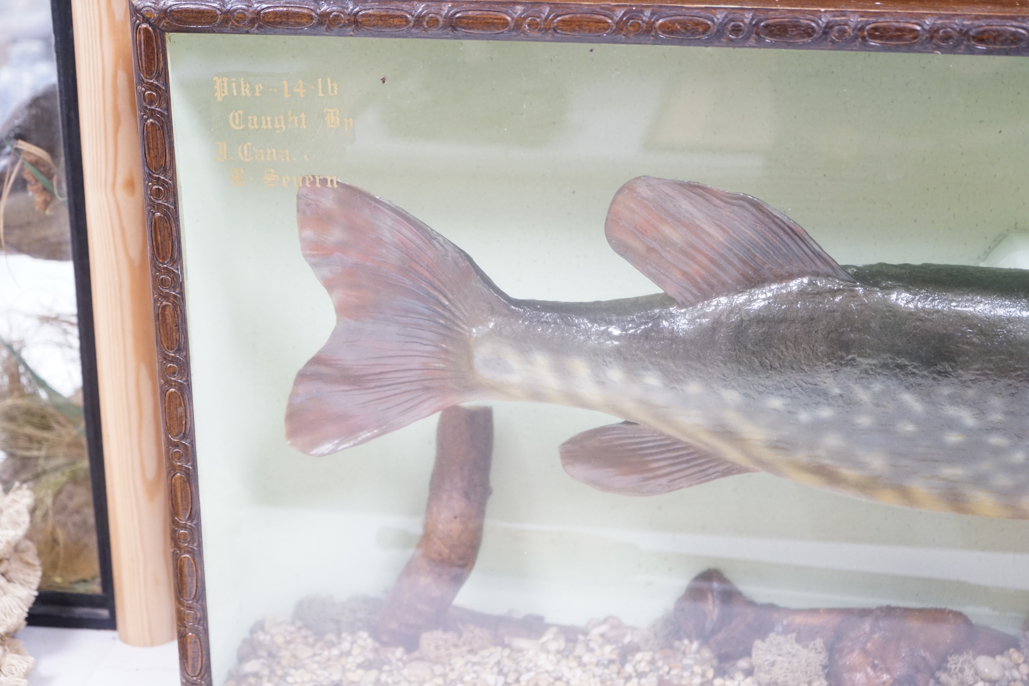 A cased taxidermy pike, 14lb caught by J Canner R Severn, case 41 x 103cm. Condition - good